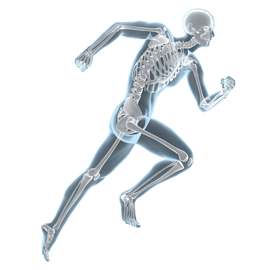 Skeleton