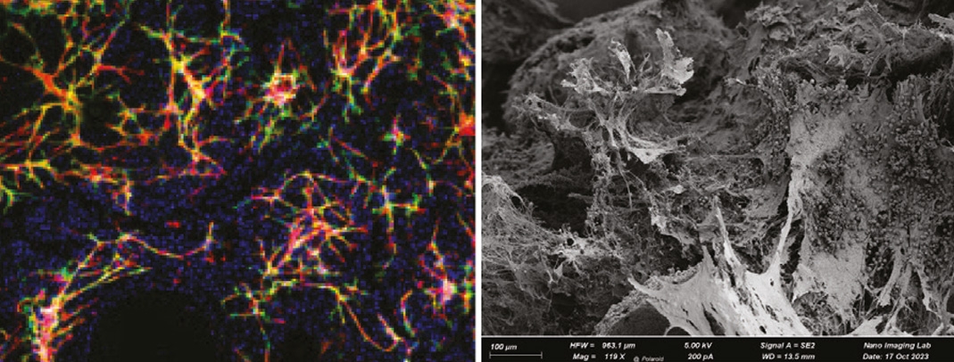 Engineered bone marrow model
